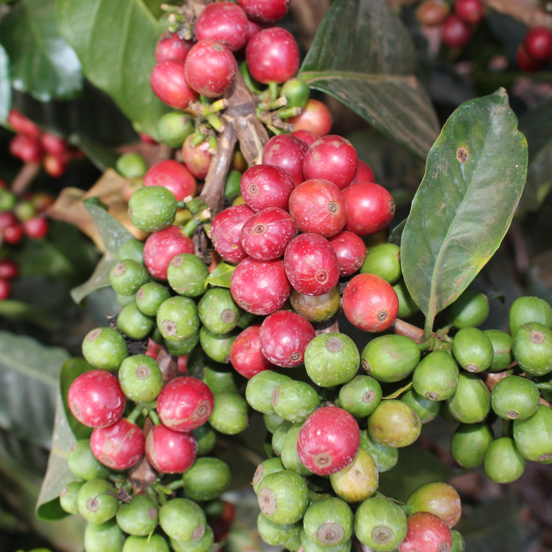 Kenia Mount Kenya <br> Lavado <br> Espresso