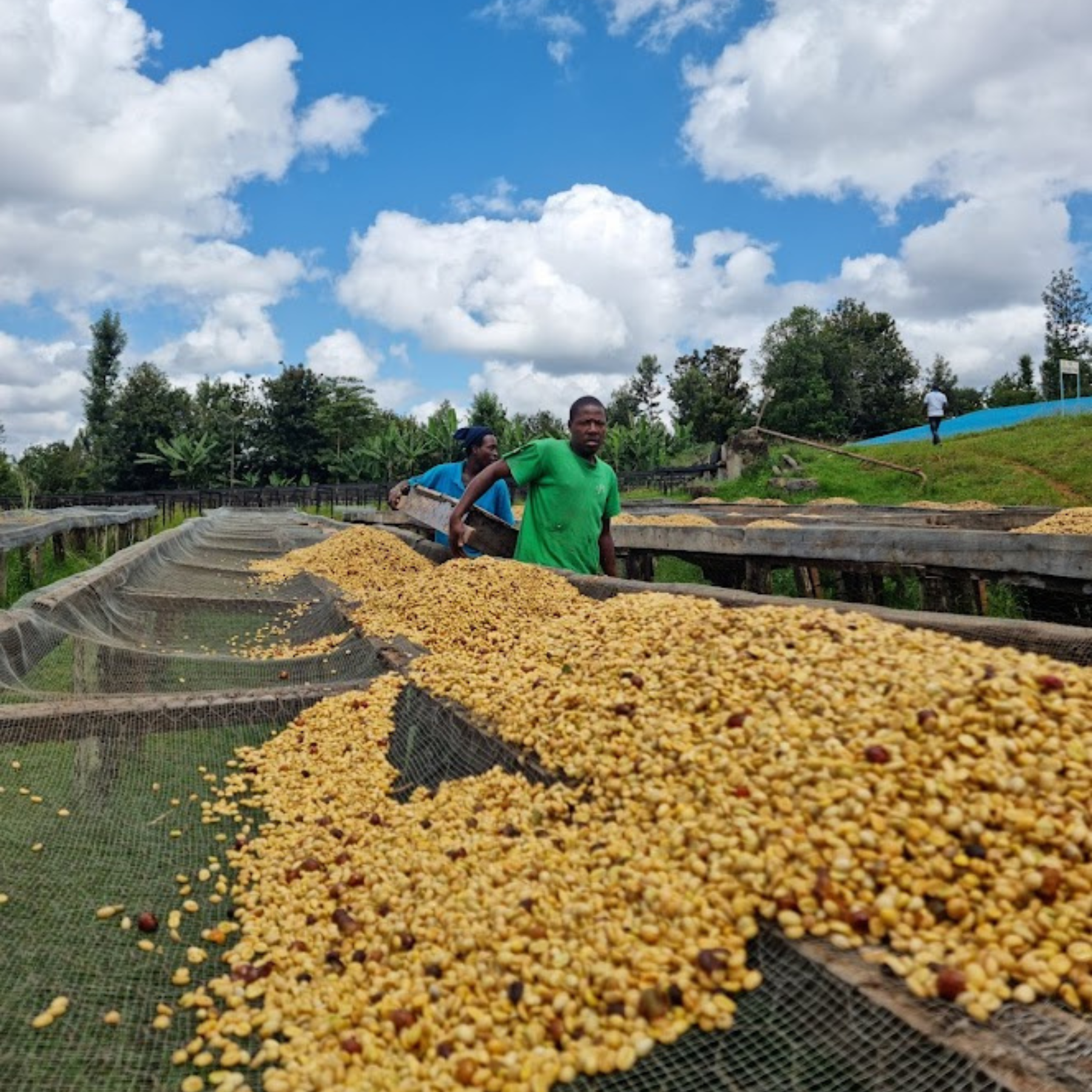 Kenia Thunguri <br> Lavado<br> Filtro