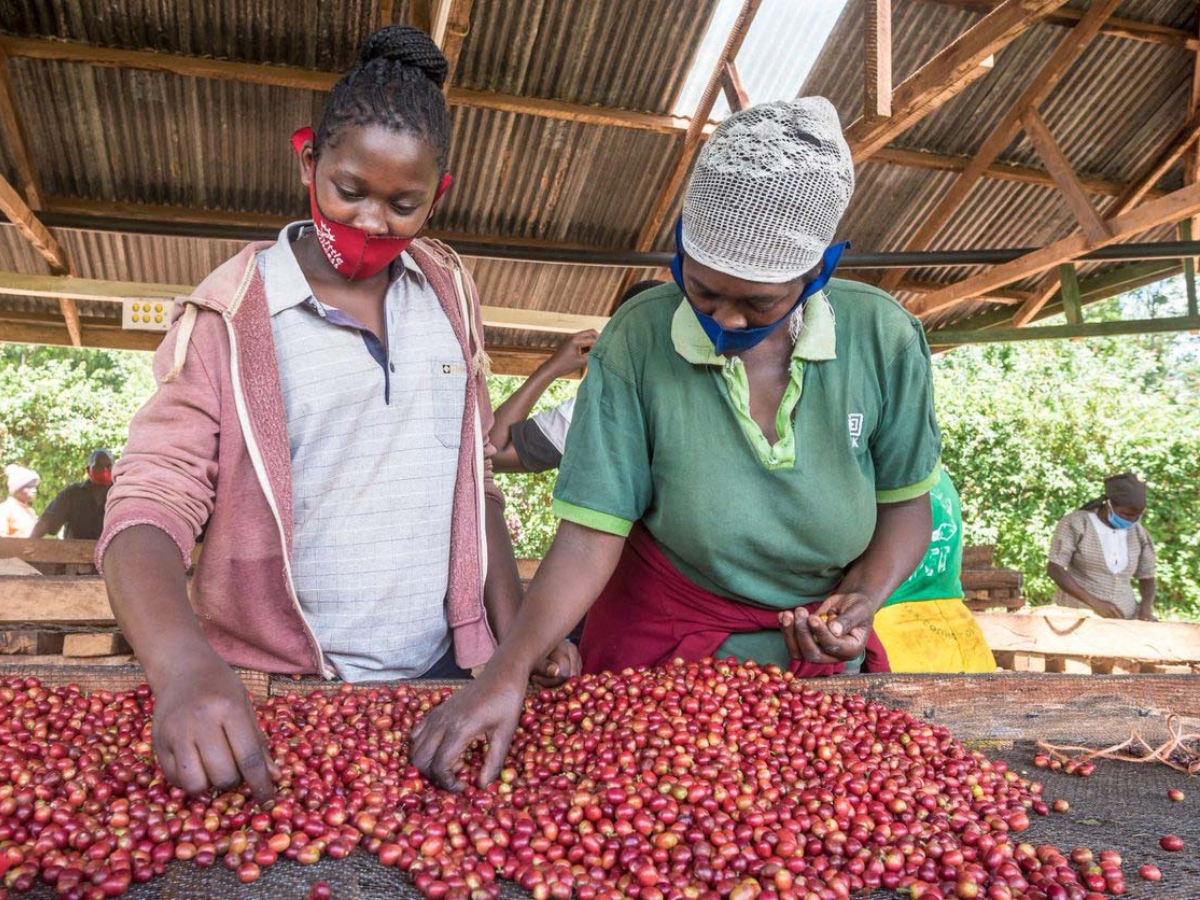 Kirinyaga2 Kirinyaga2