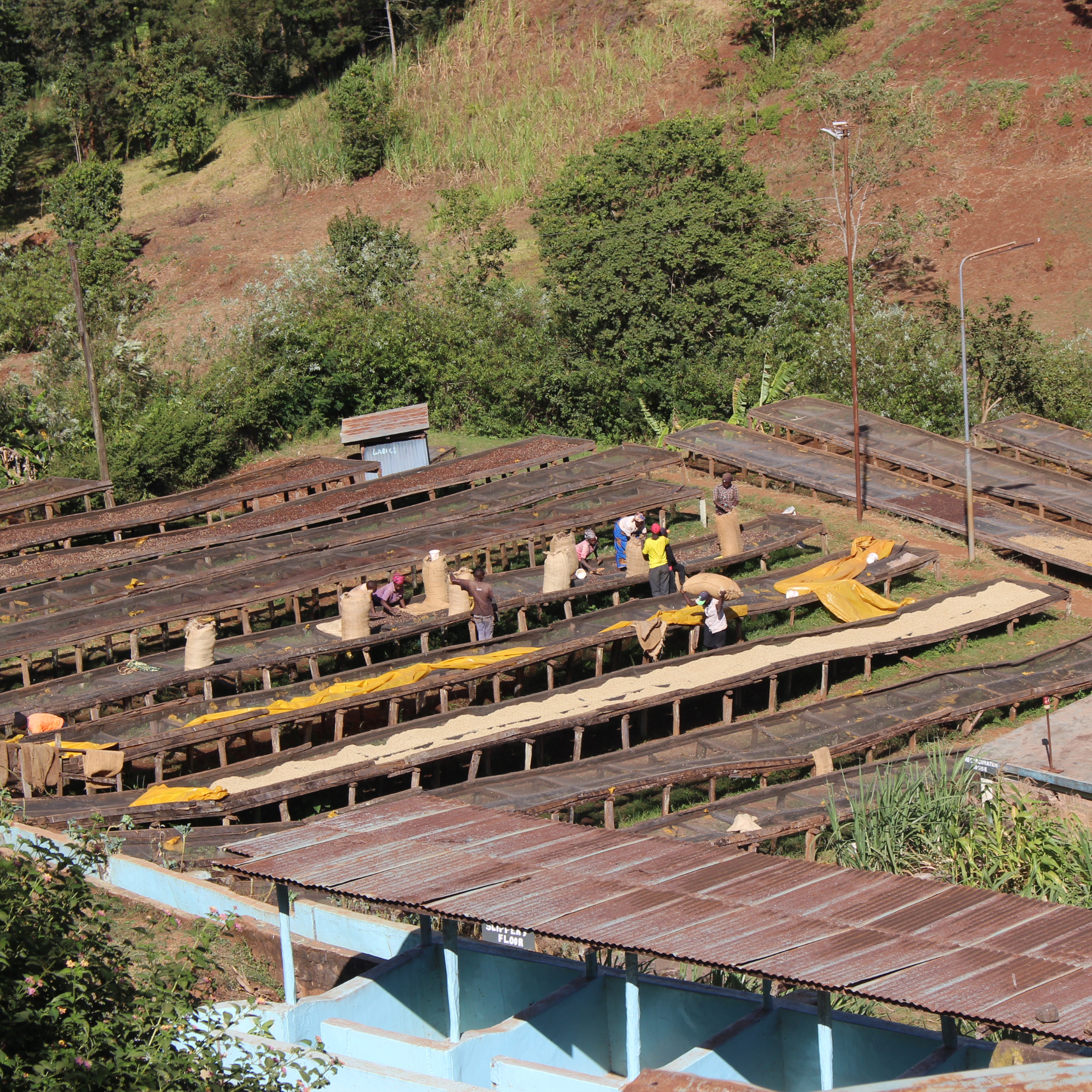 Kenia Thunguri <br> Lavado<br> Filtro