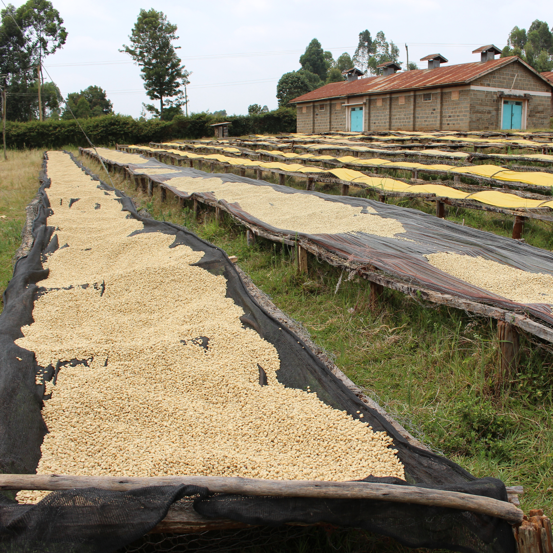 Kenia Thunguri <br> Lavado<br> Filtro