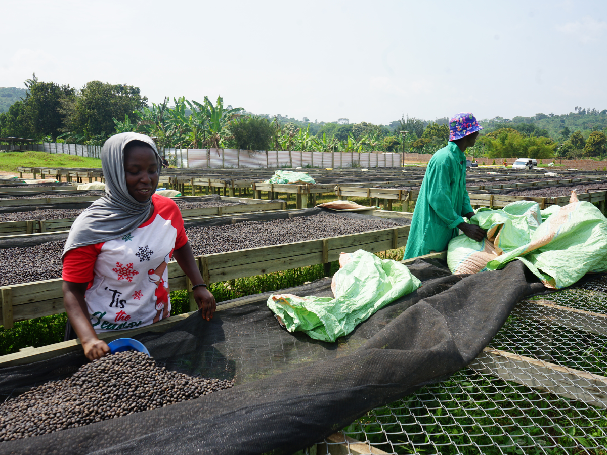 car-muki-2 car-muki-2