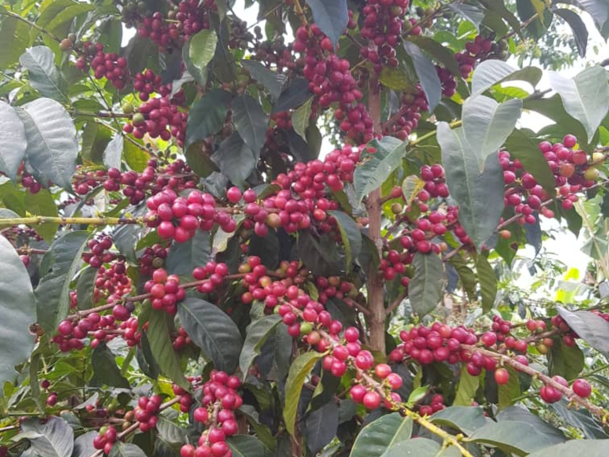 car-muki-4 car-muki-4