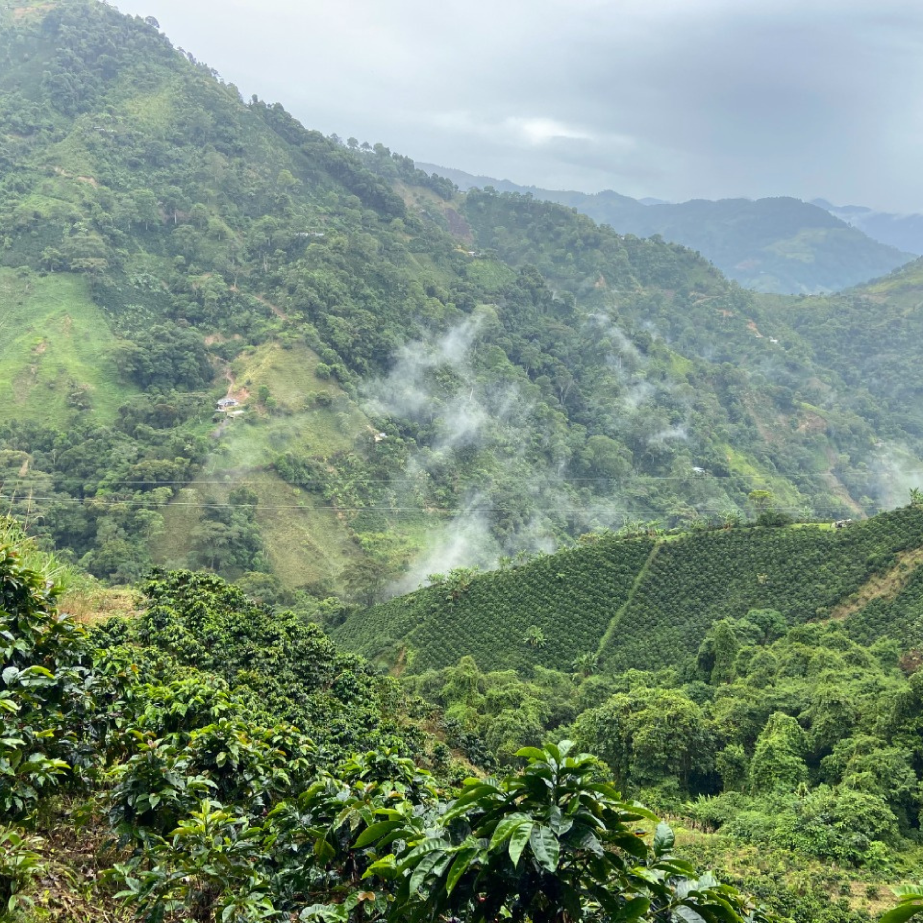 Colombia Altoguayabos <br> Lavado <br> Filtro