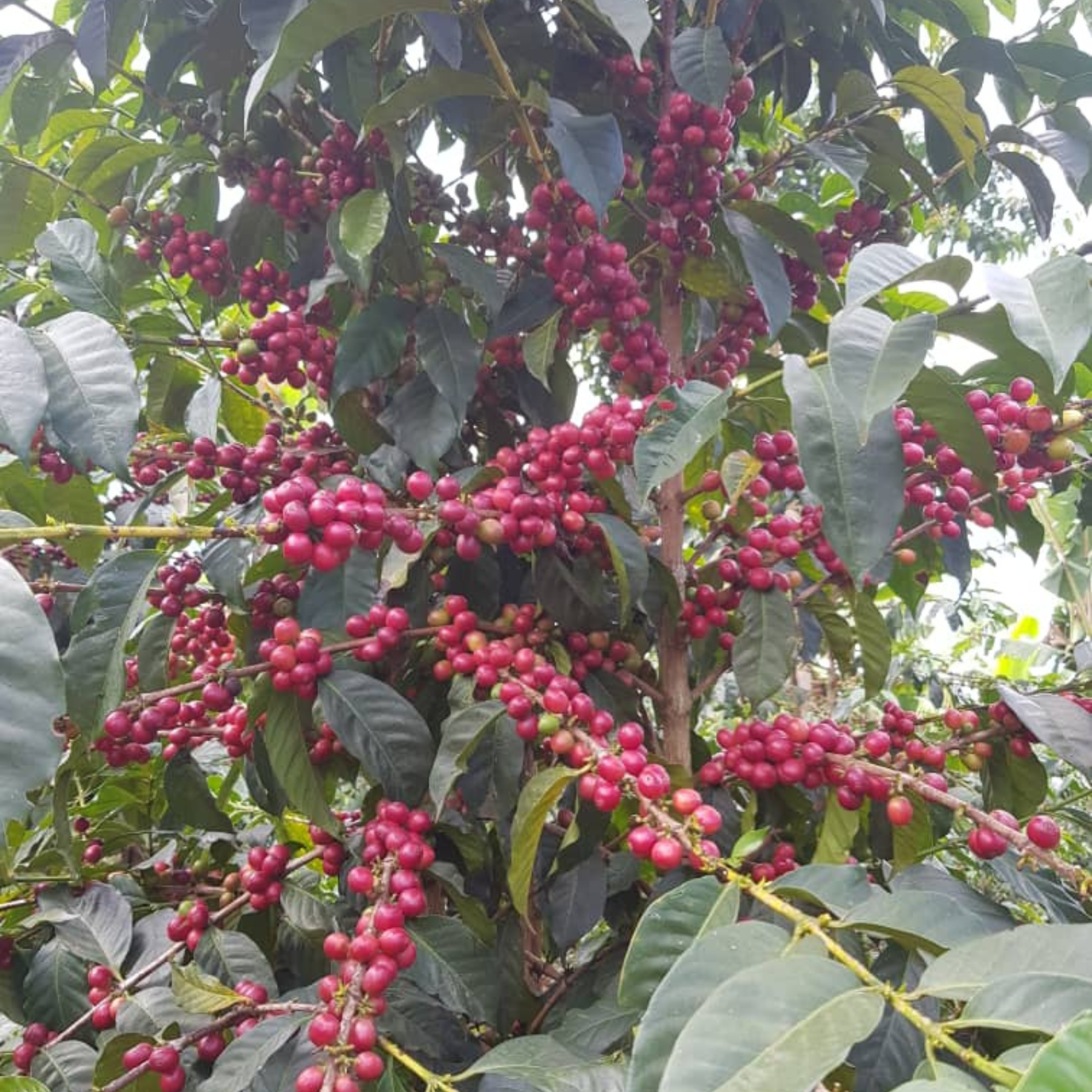 Uganda Muki Fruity <br> Natural<br> Filtro