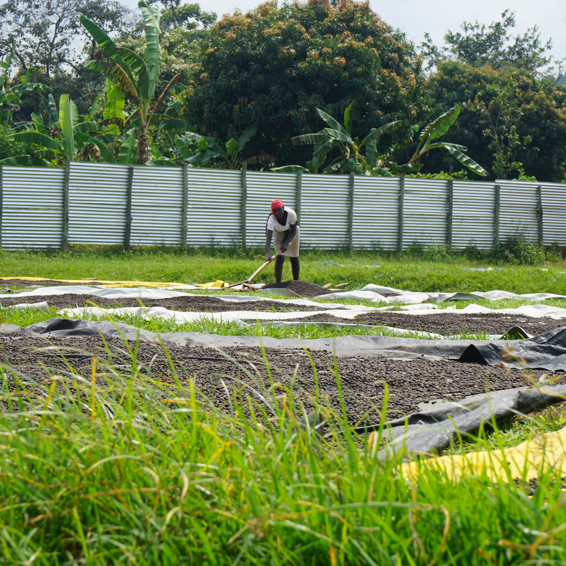 Uganda Muki Fruity <br> Natural<br> Filtro