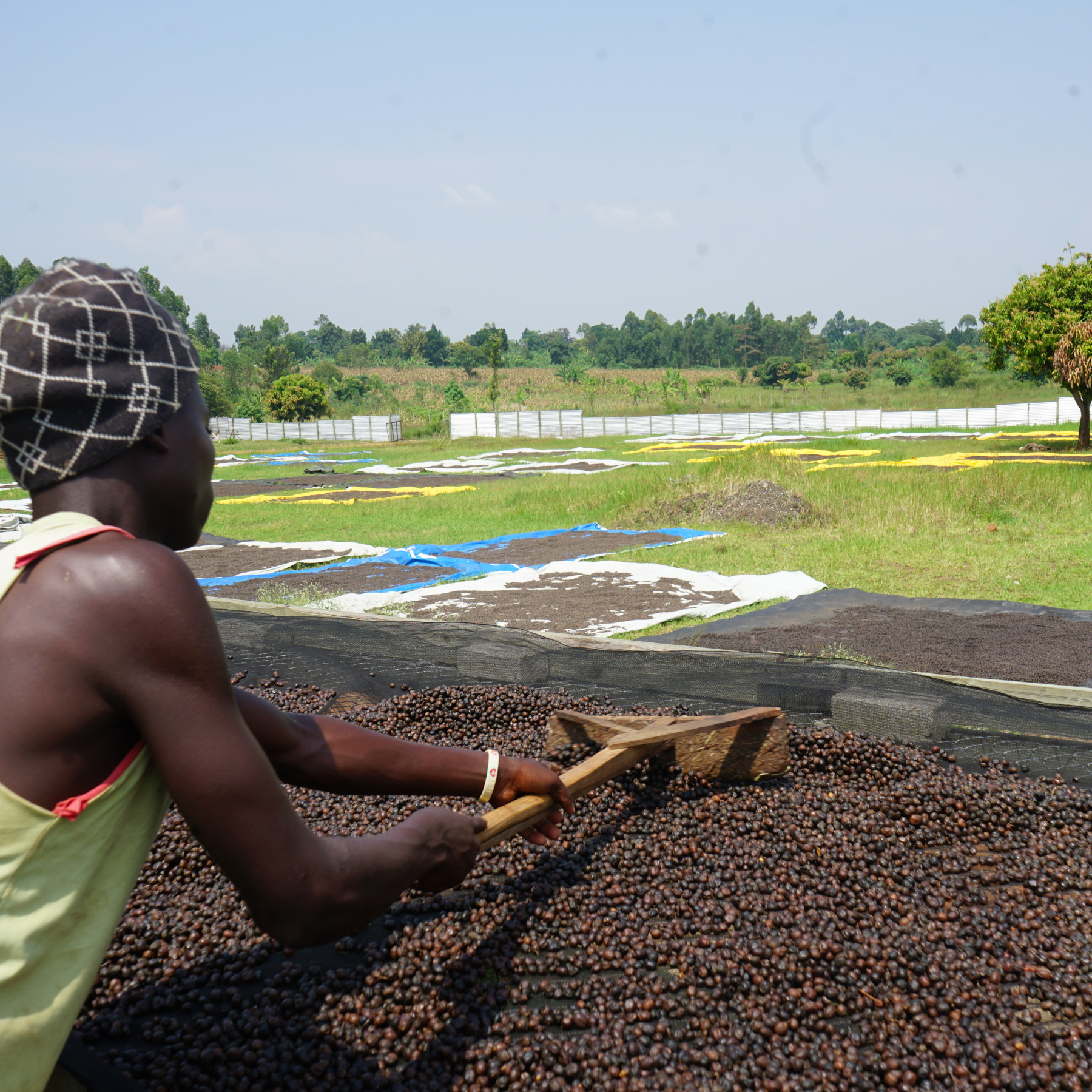 Uganda Muki Fruity <br> Natural<br> Filtro