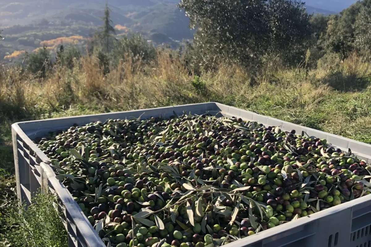 Reserva de la Biosfera del Montseny