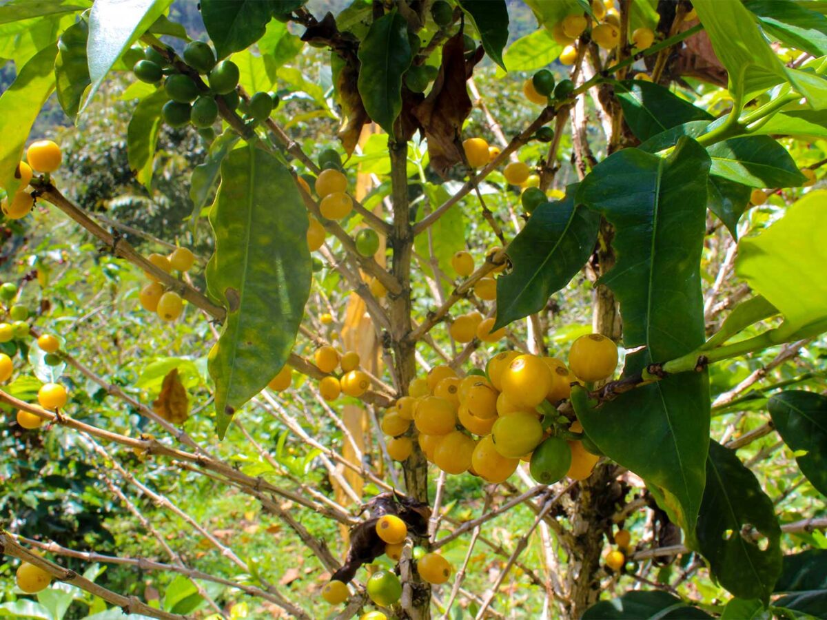 2.Plantilla_Carrusel_Web-1440x2160