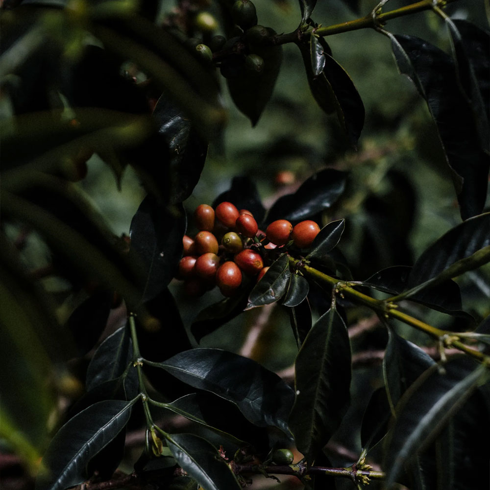 Colombia Cata Reserva <br> Lavado<br> Filtro