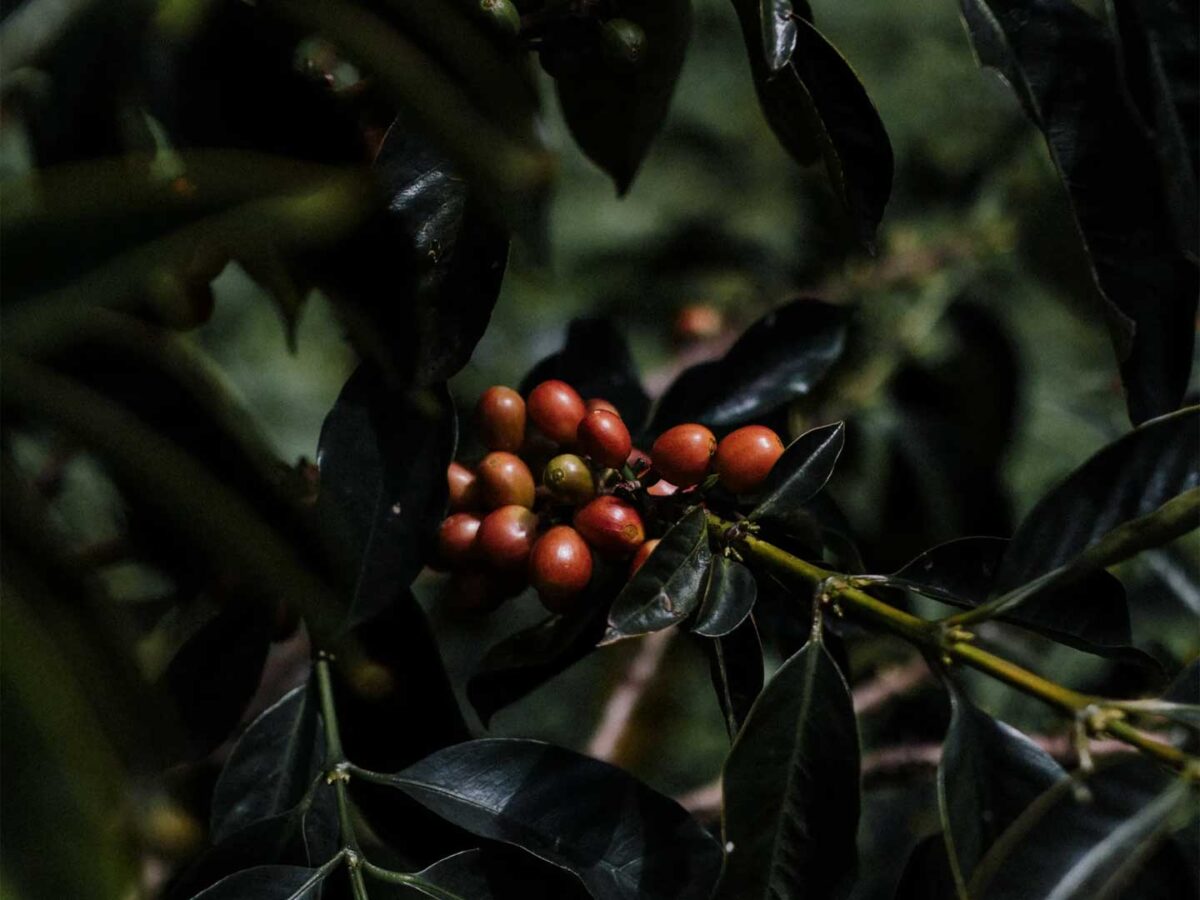 Colombia-Cata-Reserva_Carrusel_Web-1200x1200 Colombia-Cata-Reserva_Carrusel_Web-1200x1200