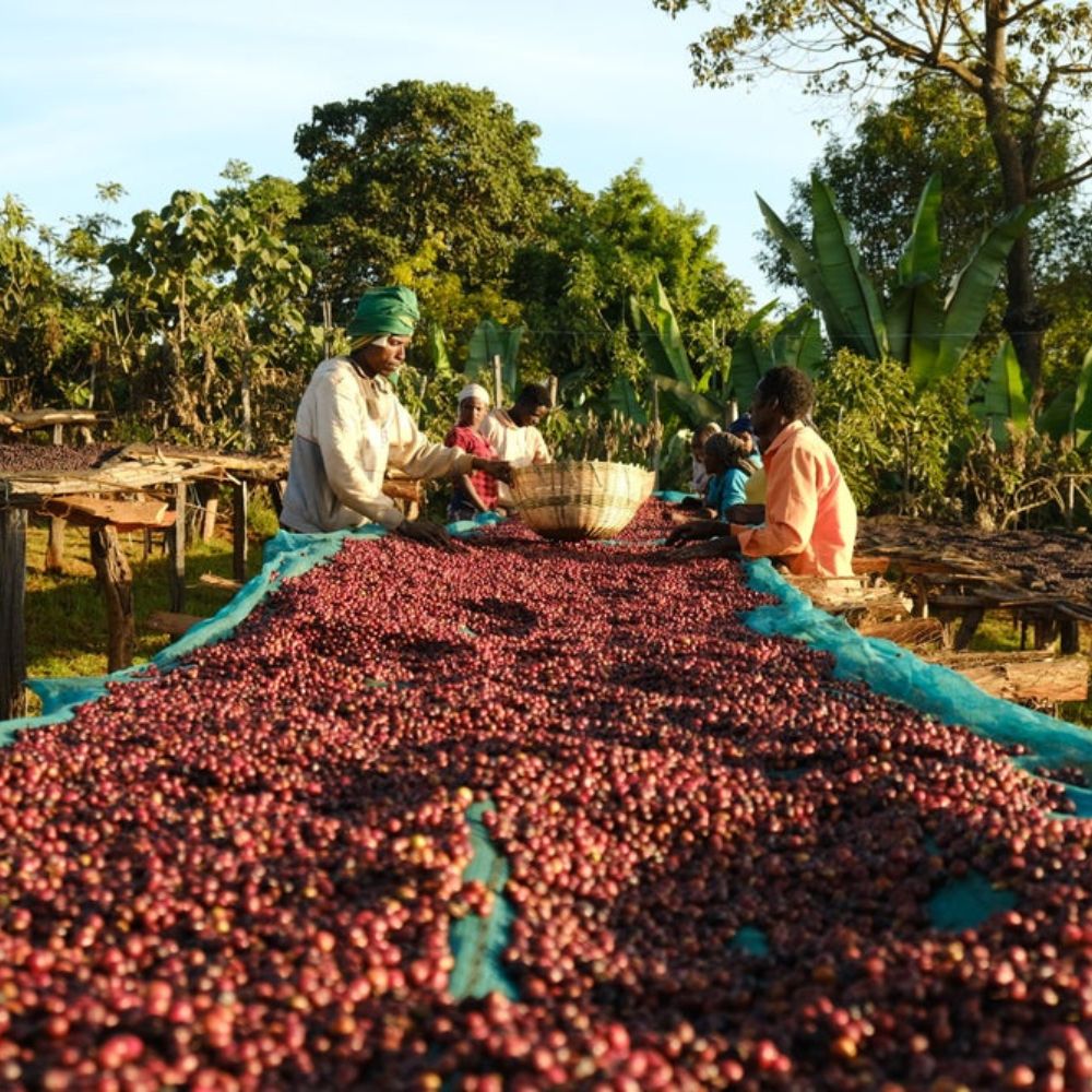 Etiopía Okoluu <br> Natural<br> Filtro