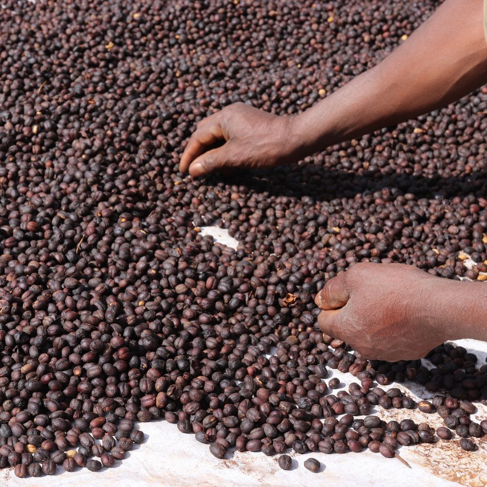 Etiopía Okoluu <br> Natural<br> Filtro