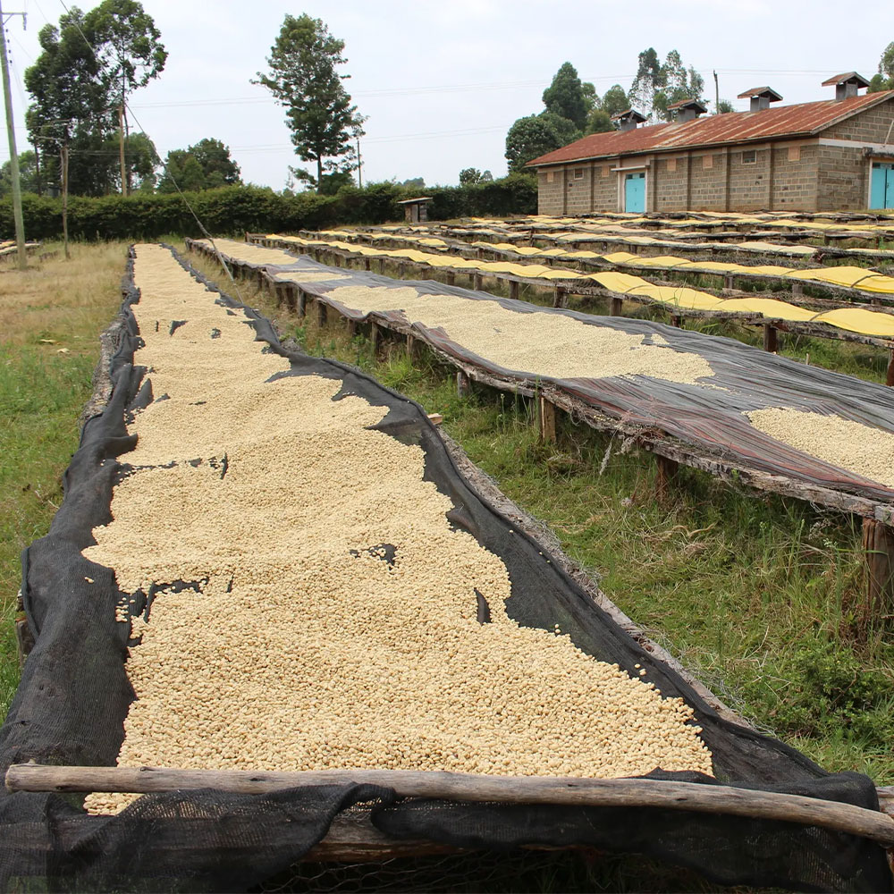 Kenia Karindundu <br> Lavado <br> Espresso