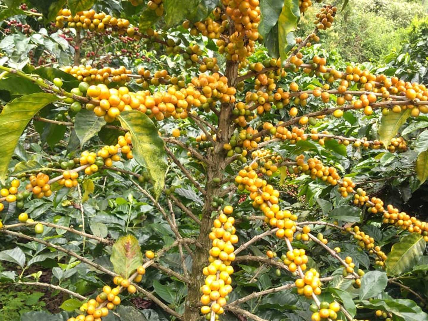 3.Plantilla_Carrusel_Web-1440x2160