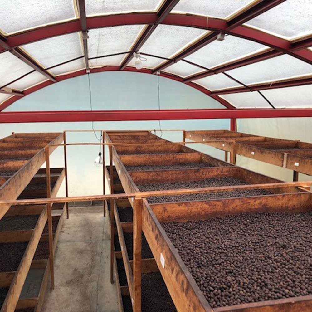 Colombia Pitalito <br> Natural<br> Espresso