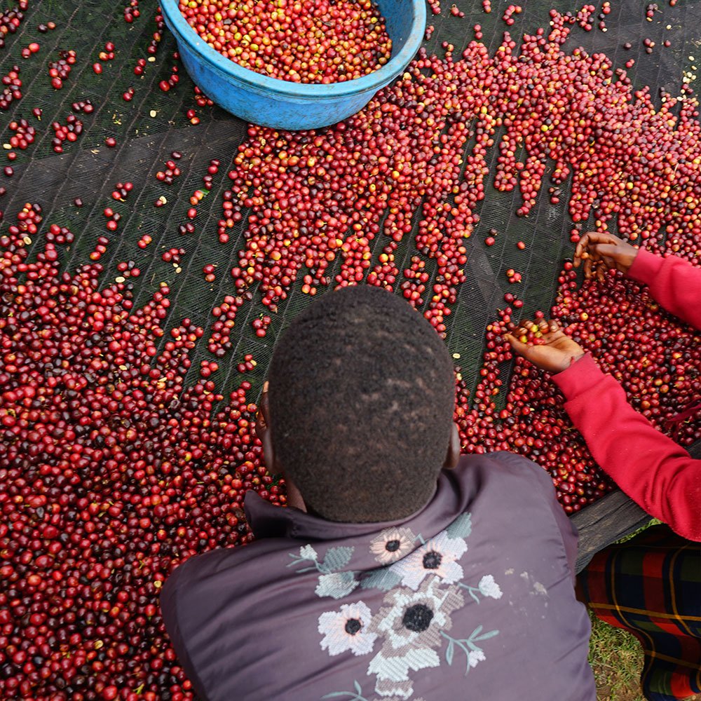 Uganda Mukuru<br> Natural<br> Filtro