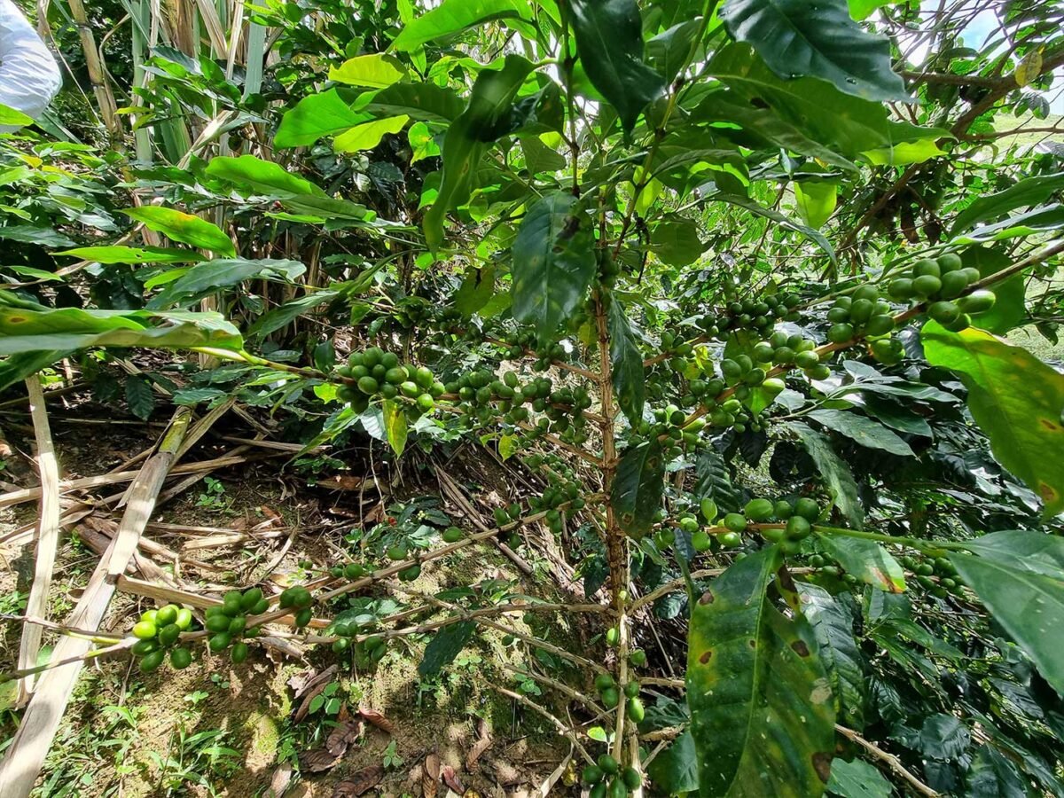 Plantilla_Carrusel_Web-1440x2160