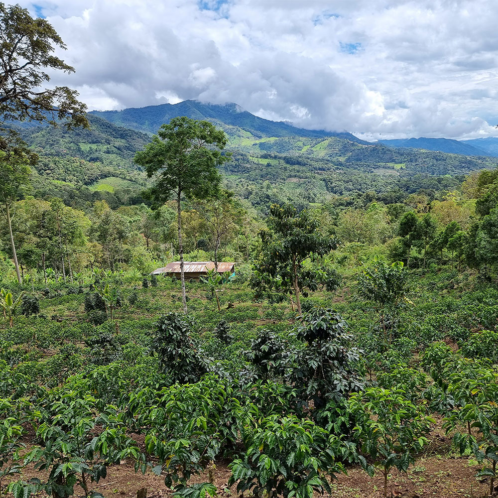 Perú Neyra Chininin <br> Lavado<br> Filtro
