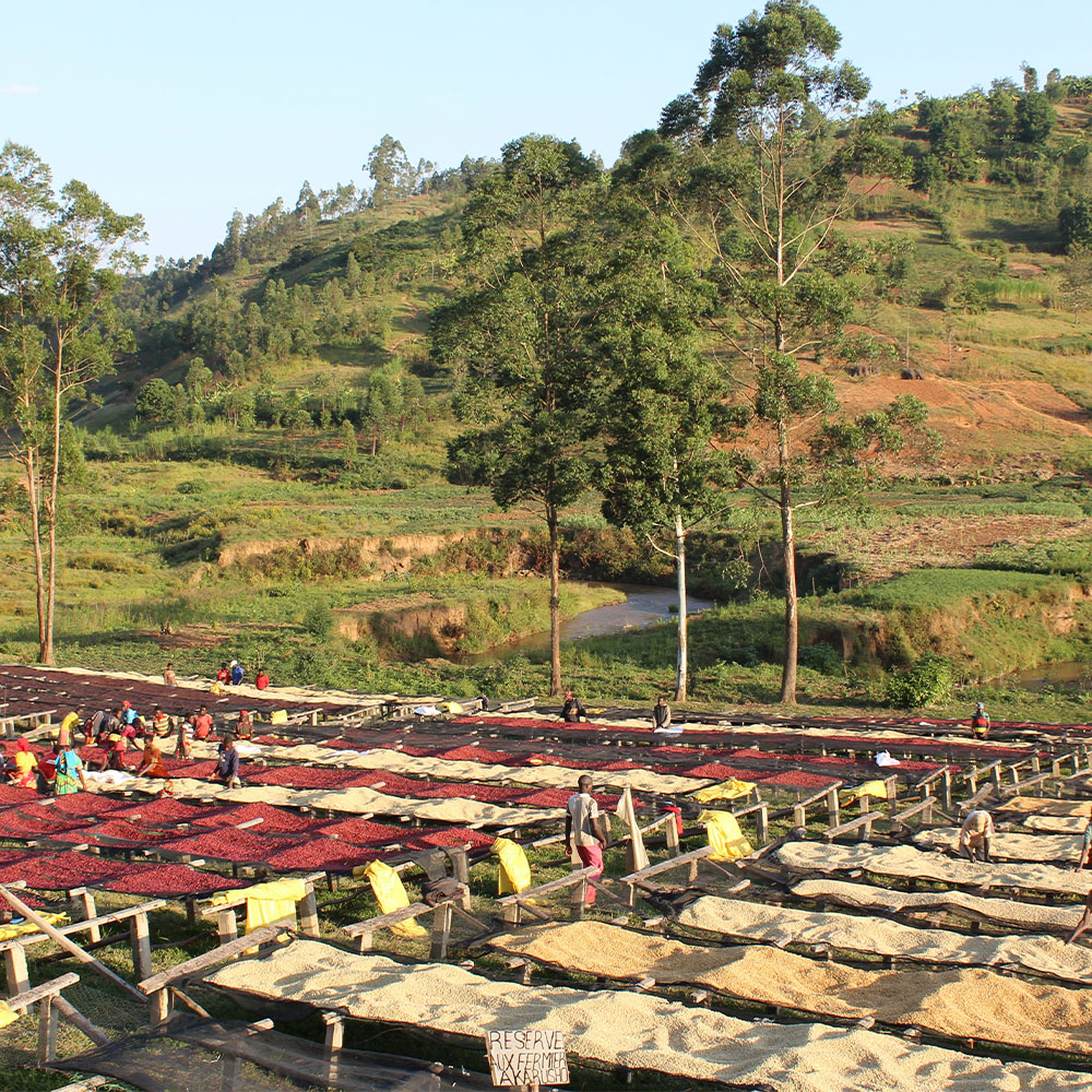 Burundi Gatara <br> Honey<br> Espresso