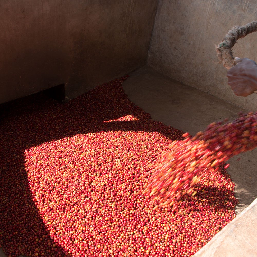 Burundi Turaco <br> Lavado <br> Espresso