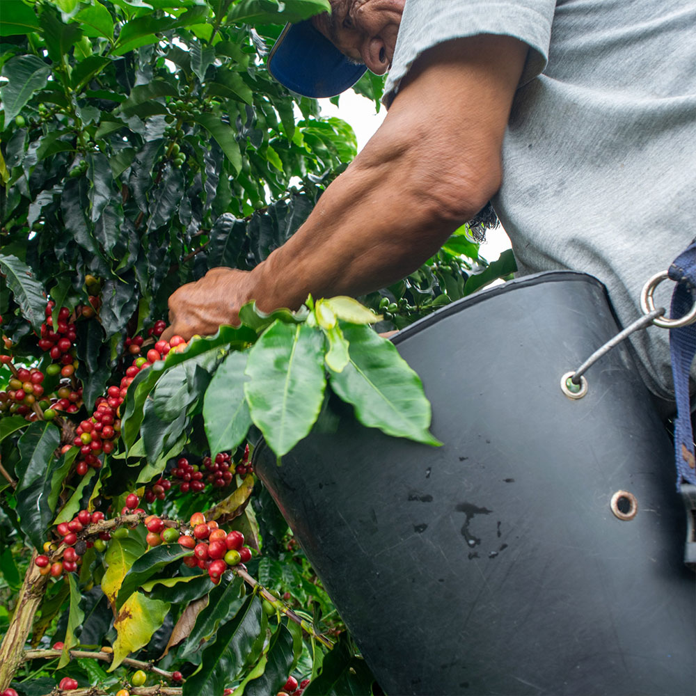 Colombia Pink Bourbon <br> Anaeróbico<br> Espresso - Imagen 3