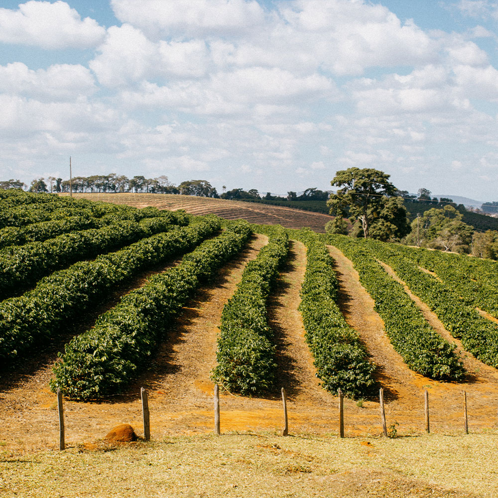 Brasil Fazenda Boa Vista<br> Natural <br> Espresso