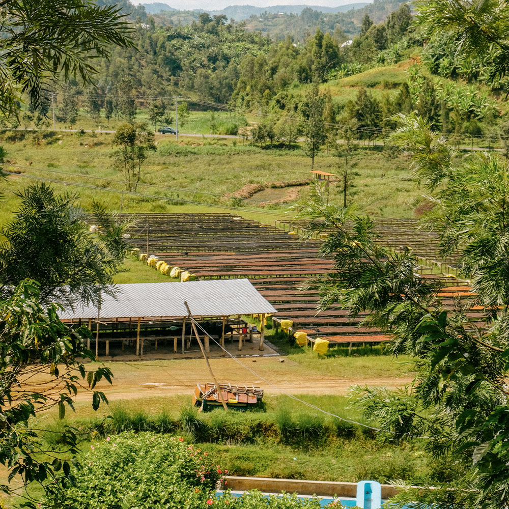 Ruanda Nyamasheke <br> Natural<br> Filtro