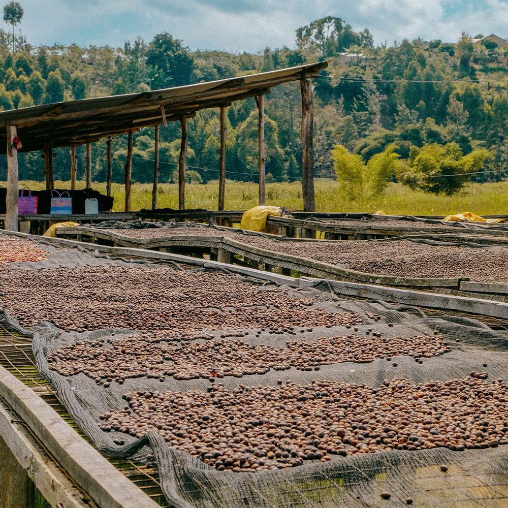 Ruanda Nyamasheke <br> Natural<br> Filtro