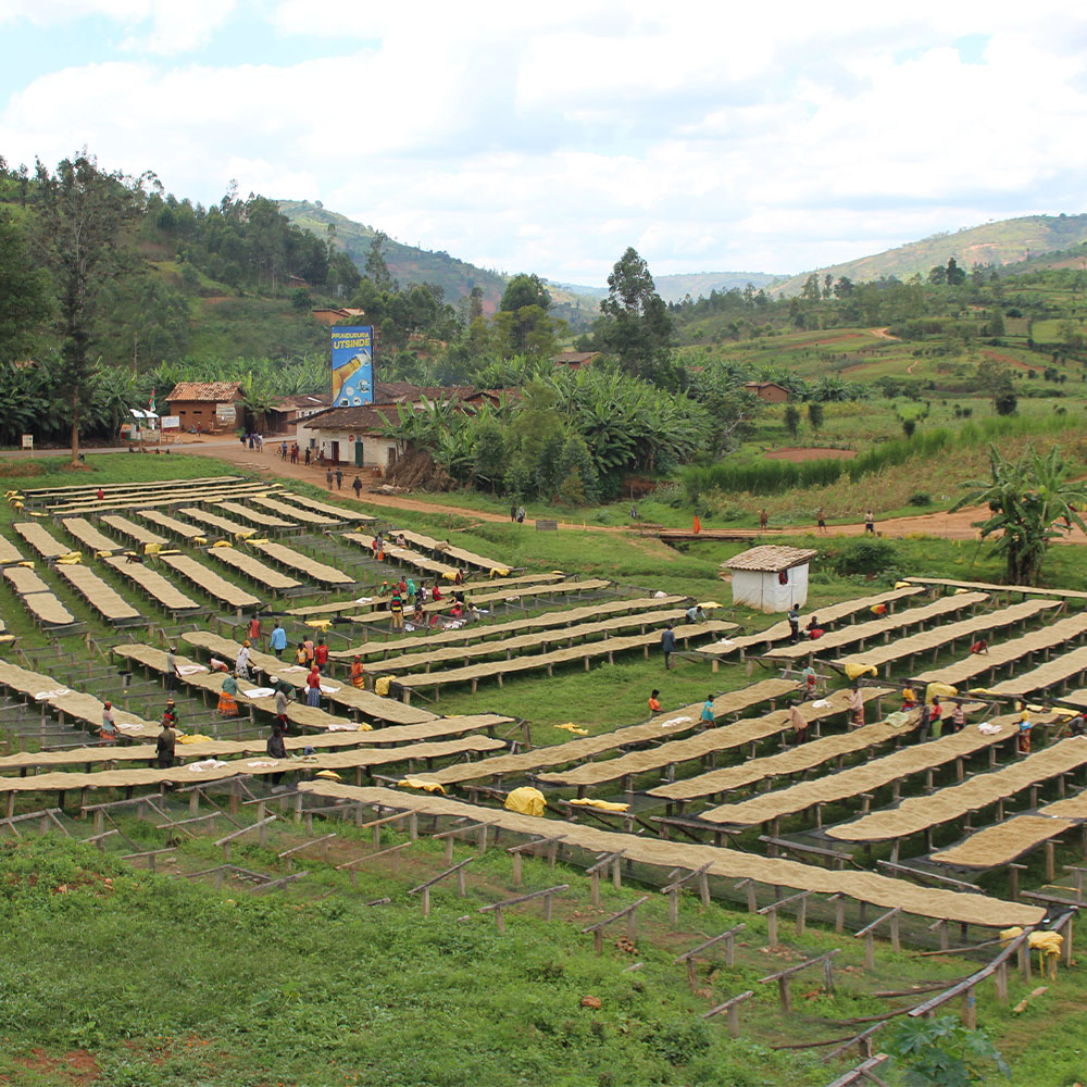 Burundi Butegana<br> Lavado<br> Espresso - Imagen 3